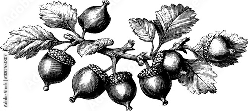 Botanical illustration of hazel branch with nuts - vintage 19th century engraving for design and decoration
