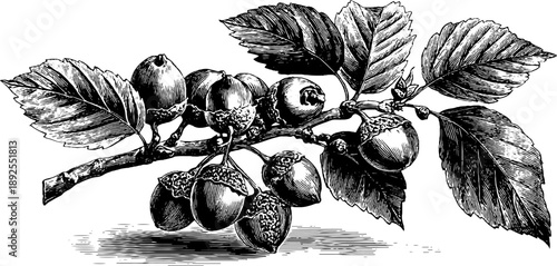 Antique botanical hazel branch with nuts sketch - 19th century engraving design for vintage art prints