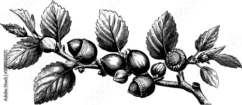 Vintage botanical hazel branch with nuts - hand-drawn engraving from the 19th century