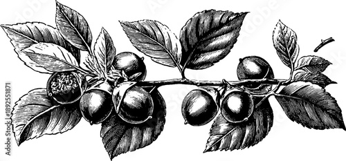 Hazel branch with nuts vintage botanical engraving 19th century design for art prints