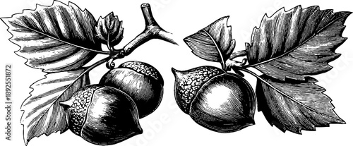 Vintage botanical study of hazelnut seed in husk - 19th century engraving for botanical design