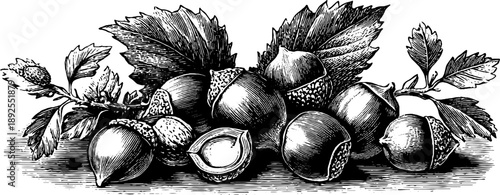 Detailed study of hazelnut seed in husk – 19th century botanical engraving