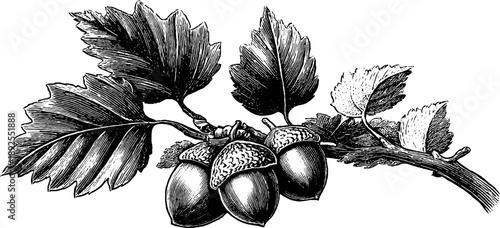 19th century botanical study of hazelnut seed in husk engraving design for prints