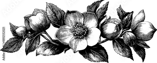 Vintage botanical study of hellebore - poisonous plant engraving for art and design