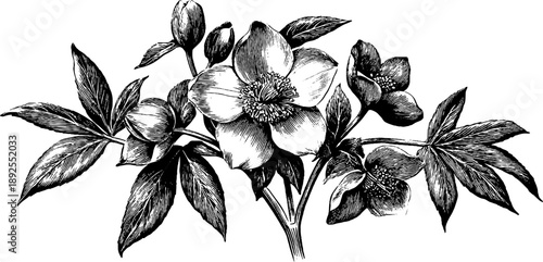 Hellebore poisonous plant study - vintage botanical engraving for design and education