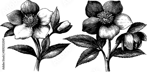 Vintage botanical study of poisonous hellebore plant - hand drawn engraving for design