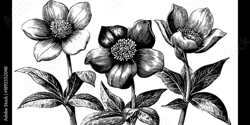 Vintage botanical study of hellebore poisonous plant engraving for art and design