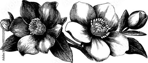 Vintage botanical hellebore engraving study of poisonous plant for design and decoration