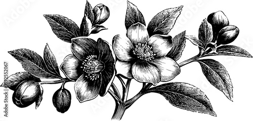 Hellebore poisonous plant study vintage botanical engraving for educational design