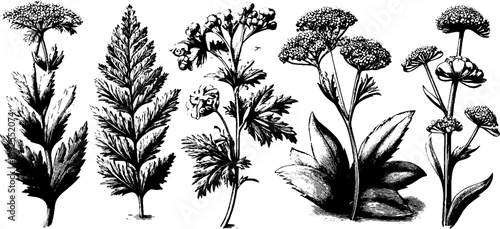 Hemlock plant anatomy vintage botanical art for educational use and design