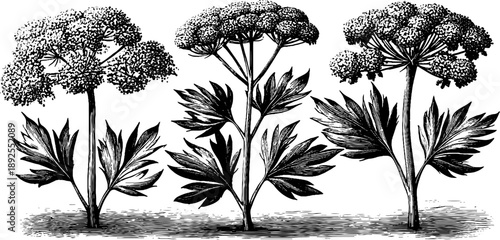 Hemlock plant anatomy and toxicity: vintage botanical engraving for educational design