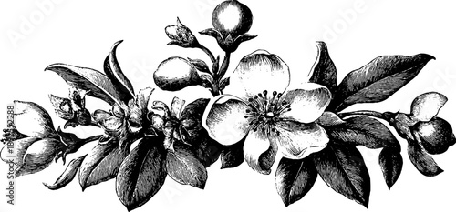 Vintage heraldic frame with floral scrolls botanical design for poster or card