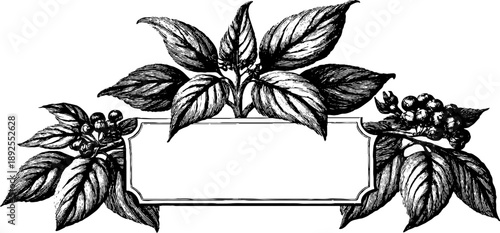 Vintage heraldic botanical frame with engraved leaves for design projects