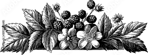 Vintage botanical heraldic frame with flowers and leaves, design for decoration and labeling