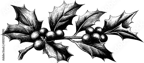 Vintage botanical illustration of holly branch with spiny leaves for holiday decor and design