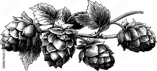 Vintage botanical hop plant sketch - hand drawn agricultural engraving for retro design