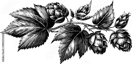 Vintage hop plant botanical illustration for agricultural design projects