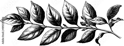 Elegant botanical vintage frame with engraved foliage for retro designs