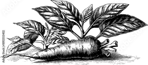 Horseradish root botanical study engraving design for vintage labels and posters