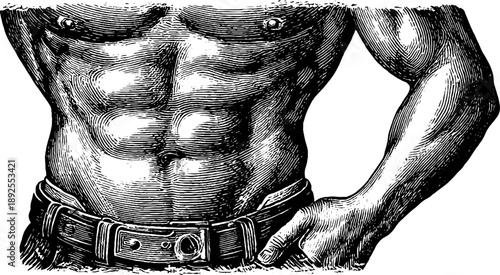 Vintage engraving of human abdominal muscle anatomy for educational design