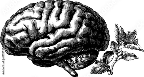 Vintage botanical engraving of human brain anatomy with foliage design for educational and artistic use