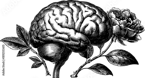 Vintage botanical engraving of human brain anatomy with floral elements for educational design