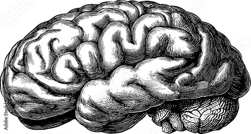 Vintage botanical engraving of human brain anatomy for educational design