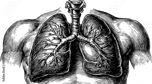 Detailed 19th century engraving of human chest muscles and anatomy for educational design