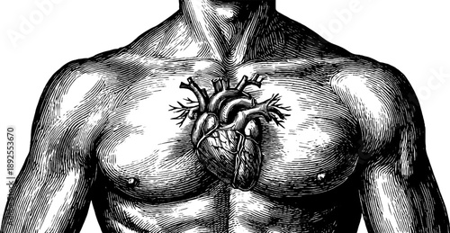 Vintage 19th century engraving of human chest and heart anatomy design for educational use