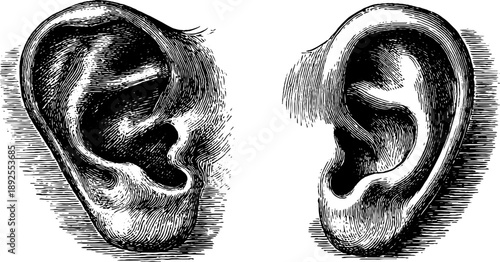 Detailed study of human ear anatomy in 19th century vintage engraving style