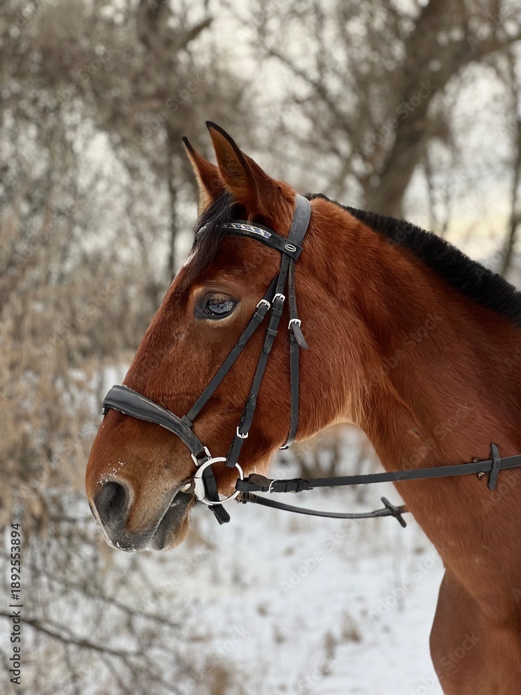 Obraz premium portrait of a horse