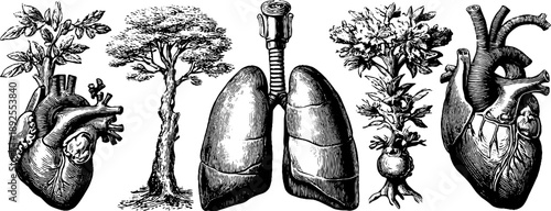 Human endocrine system and lungs illustrated with vintage botanical elements