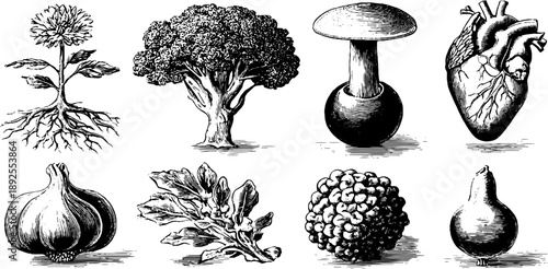 Human endocrine system anatomy with vintage botanical illustrations for educational design