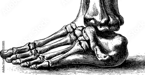 Detailed vintage anatomical study of human foot bones for educational use