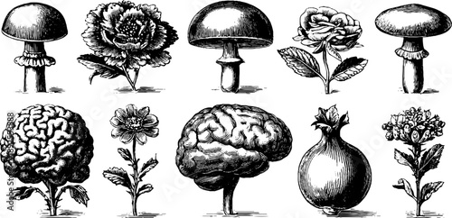 Human endocrine system and botanical illustrations in vintage hand-drawn style