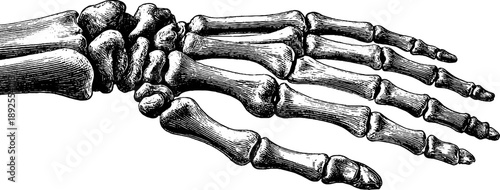 Detailed vintage hand bone anatomy engraving for educational and artistic design