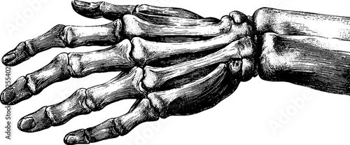 Detailed 19th century vintage botanical anatomy of human hand muscles for educational design