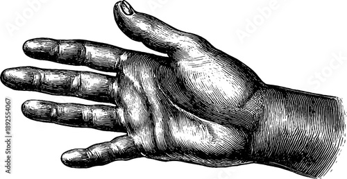 19th century vintage engraving of human hand muscle anatomy for retro botanical design