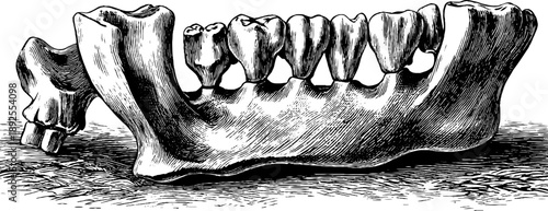 Detailed study of human jaw bone anatomy in vintage botanical engraving style