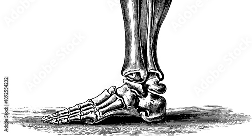 Human leg bone structure anatomy vintage botanical engraving for educational use