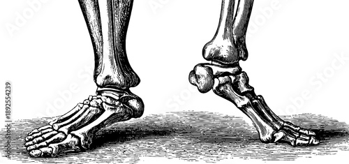 Human leg bone structure anatomy engraving for educational and botanical study