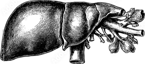 Human liver anatomy sketch retro botanical design for educational use