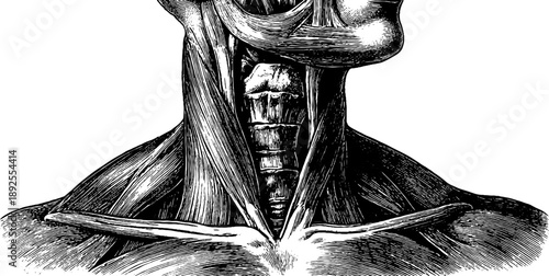 Detailed 19th century vintage engraving of human neck muscle anatomy for educational use