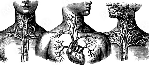 Human lymphatic system anatomy vintage botanical engraving