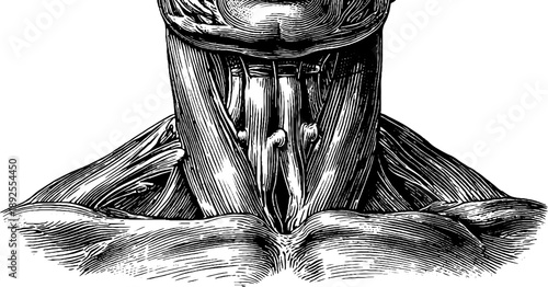 19th century vintage engraving of human neck muscle anatomy for educational use