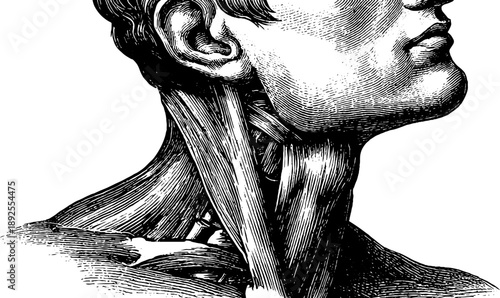 Detailed vintage human neck muscle anatomy engraving for educational design