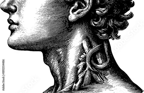 Detailed vintage engraving of human neck muscles anatomy from 19th century