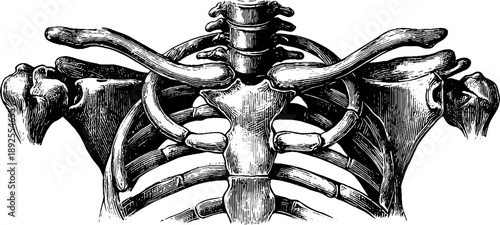 Detailed vintage engraving of human shoulder girdle anatomy for educational and design use