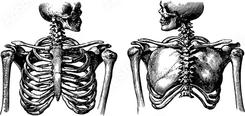 Vintage botanical engraving of human shoulder girdle anatomy for educational and medical design