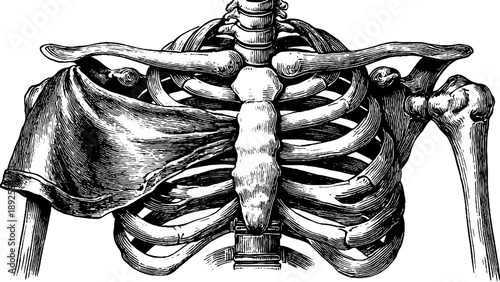 Vintage engraving of human shoulder girdle anatomy illustration for educational and scientific use
